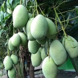 j5ImNJS1GV20230522145550_bibit-mangga-manalagi-situbondo_0