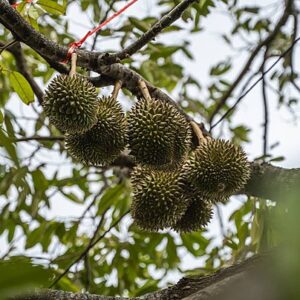 pngtree-fresh-durian-on-orchard-tree-a-special-and-useful-plant-photo-image_28859922
